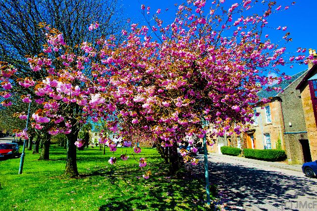 STEWARTS GREEN FLOWERING CHERRY _DSC3016.jpg